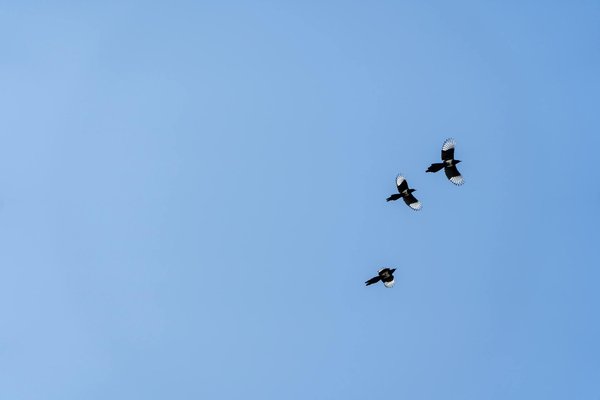 Les remèdes naturels pour soulager les douleurs articulaires