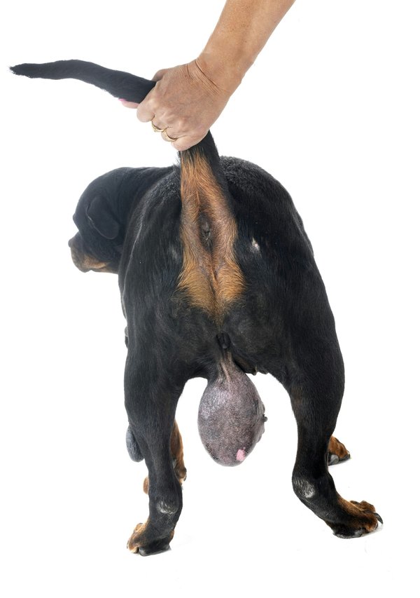 Découvrir la chirurgie pédiatrique : le rôle du chirurgien des enfants